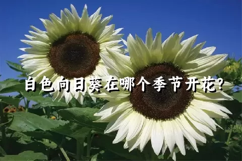 白色向日葵在哪个季节开花？