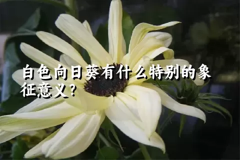 白色向日葵有什么特别的象征意义？