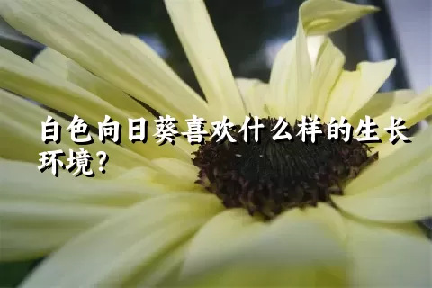 白色向日葵喜欢什么样的生长环境？