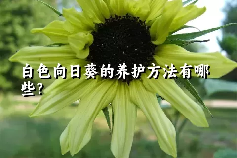 白色向日葵的养护方法有哪些？