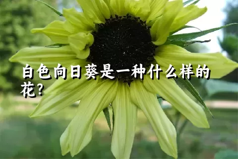 白色向日葵是一种什么样的花？