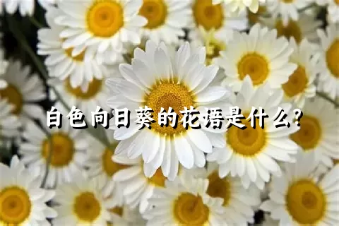 白色向日葵的花语是什么？