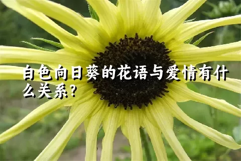 白色向日葵的花语与爱情有什么关系？