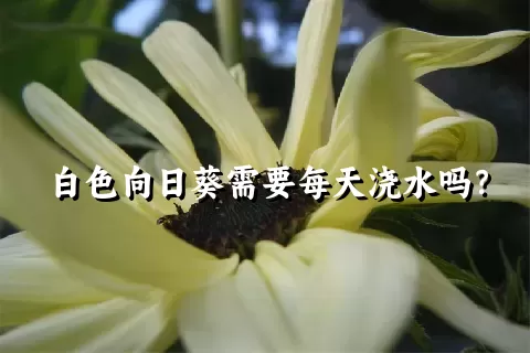 白色向日葵需要每天浇水吗？