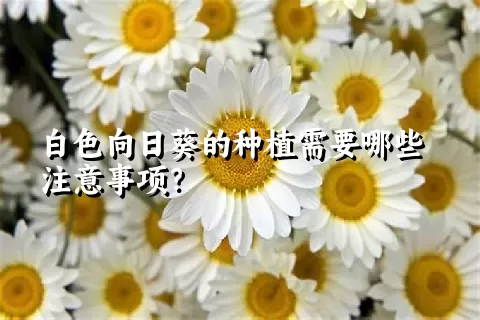 白色向日葵的种植需要哪些注意事项？