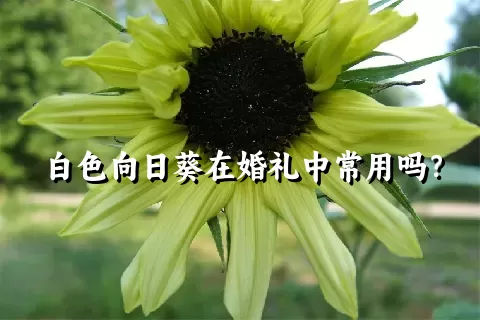 白色向日葵在婚礼中常用吗？