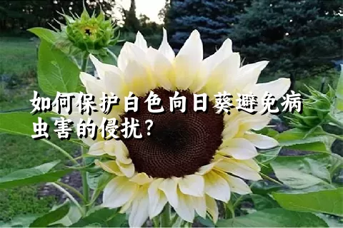 如何保护白色向日葵避免病虫害的侵扰？