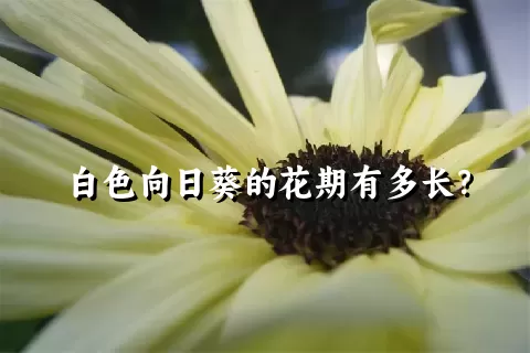 白色向日葵的花期有多长？