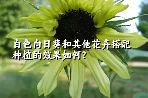 白色向日葵和其他花卉搭配种植的效果如何？