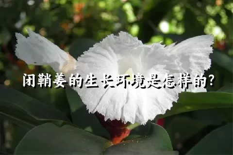 闭鞘姜的生长环境是怎样的？