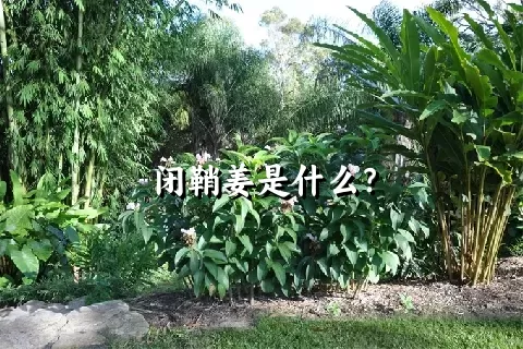 闭鞘姜是什么？