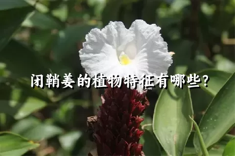 闭鞘姜的植物特征有哪些？