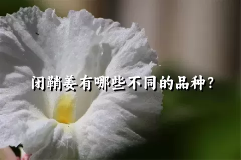 闭鞘姜有哪些不同的品种？