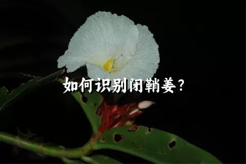 如何识别闭鞘姜？