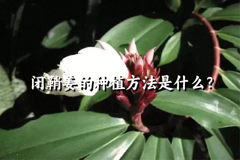 闭鞘姜的种植方法是什么？