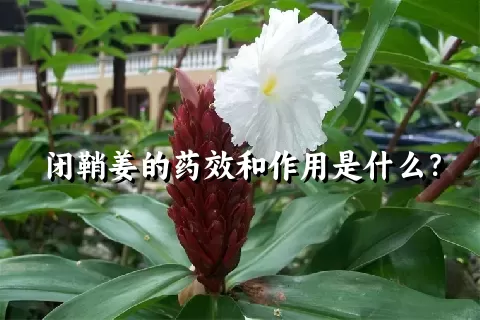 闭鞘姜的药效和作用是什么？