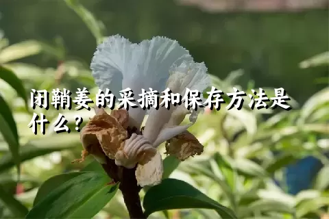 闭鞘姜的采摘和保存方法是什么？