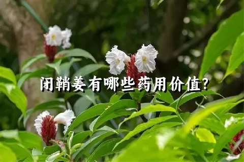 闭鞘姜有哪些药用价值？