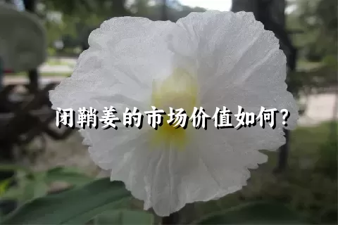 闭鞘姜的市场价值如何？