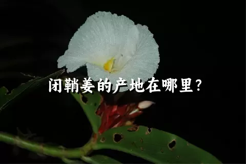 闭鞘姜的产地在哪里？