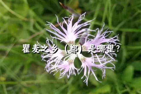 瞿麦之乡（都）是哪里？