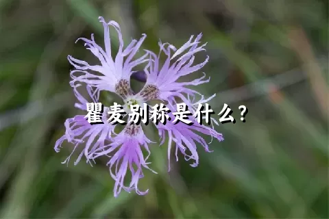 瞿麦别称是什么？