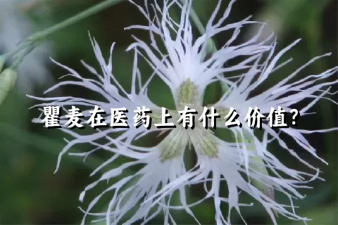 瞿麦在医药上有什么价值？