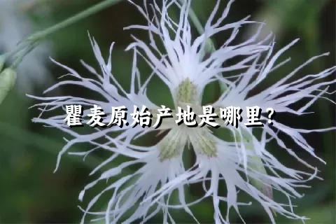 瞿麦原始产地是哪里？