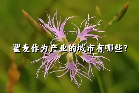 瞿麦作为产业的城市有哪些？