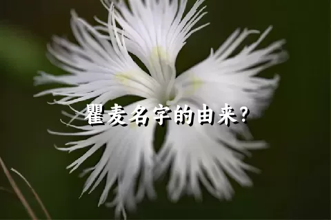 瞿麦名字的由来？