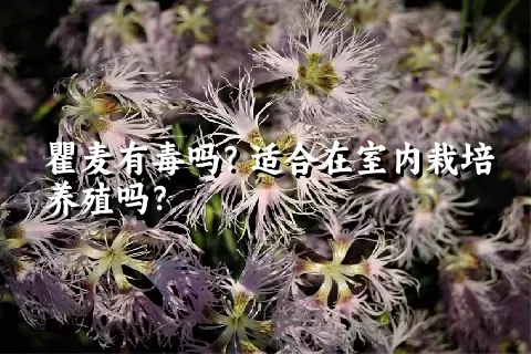 瞿麦有毒吗？适合在室内栽培养殖吗？