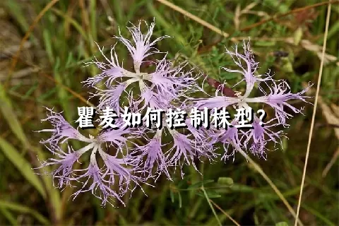 瞿麦如何控制株型？