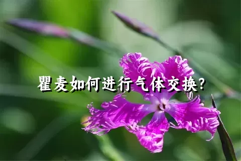 瞿麦如何进行气体交换？