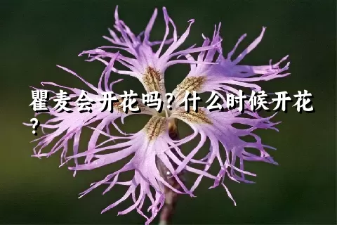 瞿麦会开花吗？什么时候开花？