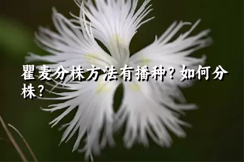 瞿麦分株方法有播种？如何分株？