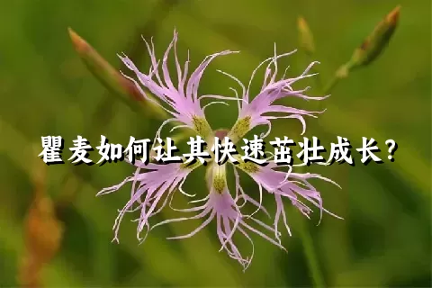 瞿麦如何让其快速茁壮成长？