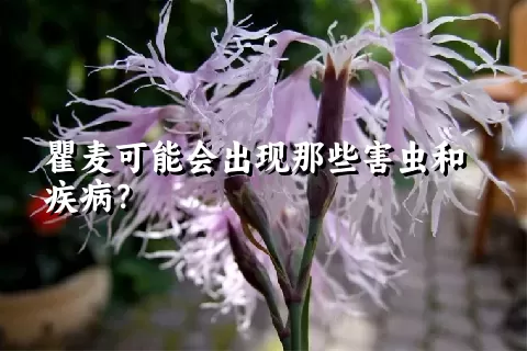 瞿麦可能会出现那些害虫和疾病？