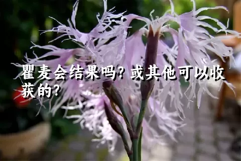 瞿麦会结果吗？或其他可以收获的？