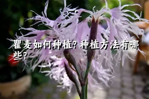 瞿麦如何种植？种植方法有哪些？