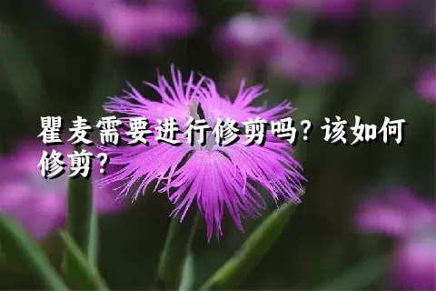 瞿麦需要进行修剪吗？该如何修剪？