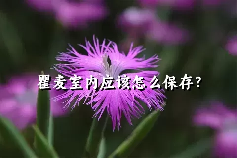 瞿麦室内应该怎么保存？