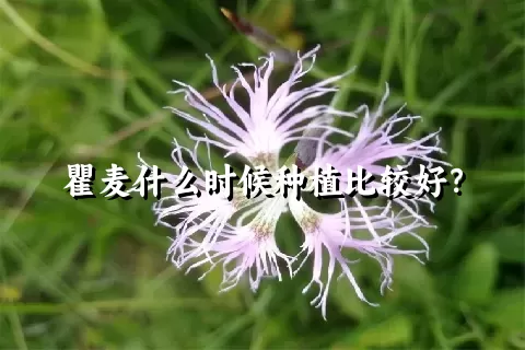 瞿麦什么时候种植比较好？