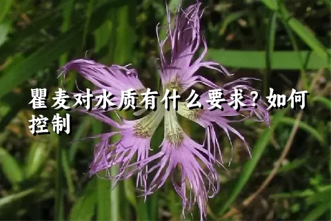 瞿麦对水质有什么要求？如何控制