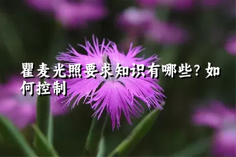 瞿麦光照要求知识有哪些？如何控制