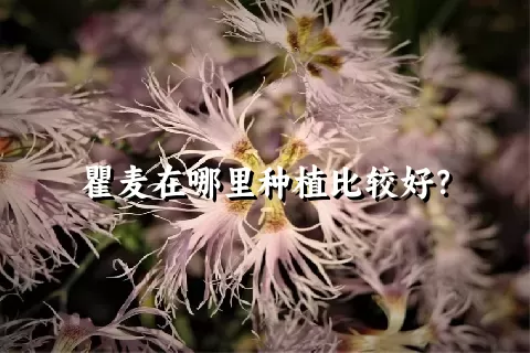 瞿麦在哪里种植比较好？