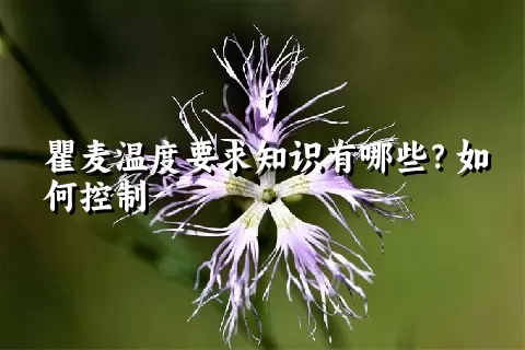 瞿麦温度要求知识有哪些？如何控制