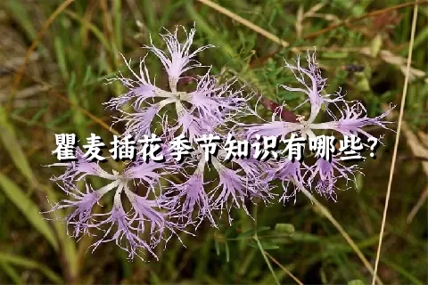 瞿麦插花季节知识有哪些？