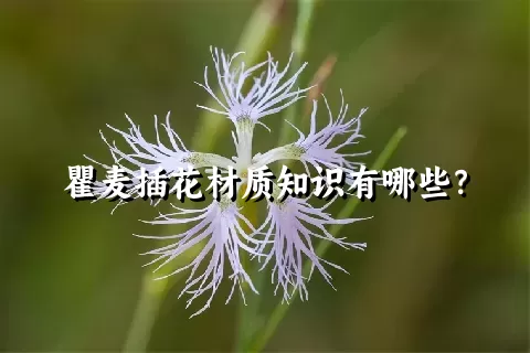 瞿麦插花材质知识有哪些？