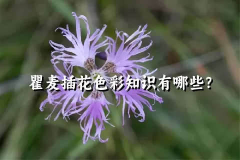 瞿麦插花色彩知识有哪些？