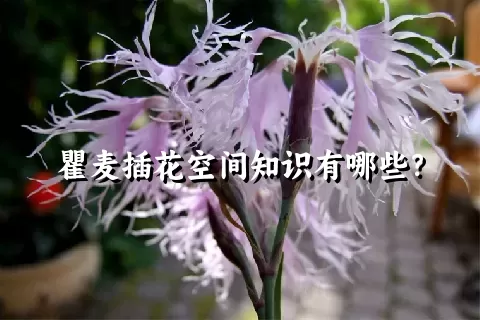 瞿麦插花空间知识有哪些？